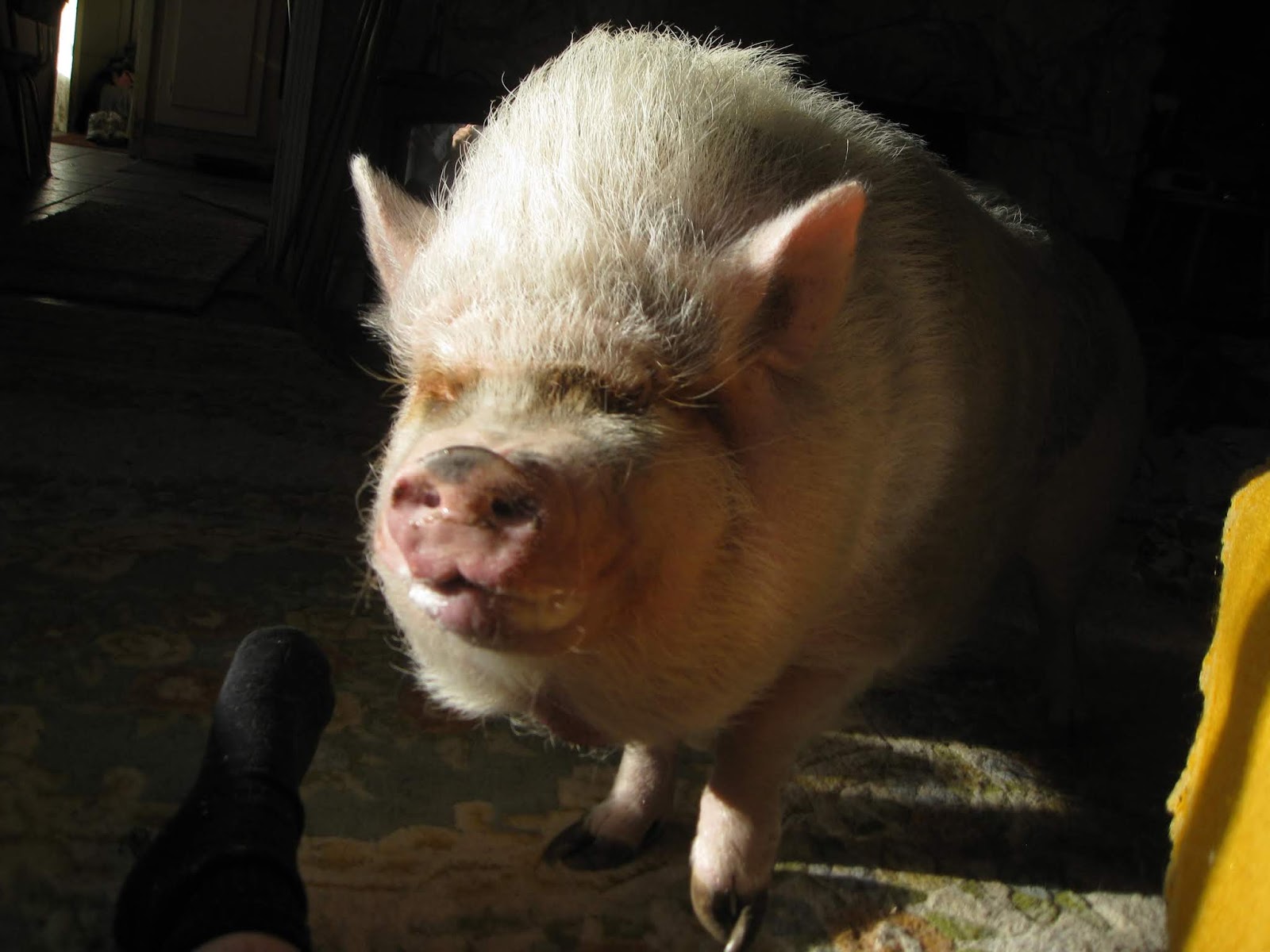 Teacup Pigs In Boots