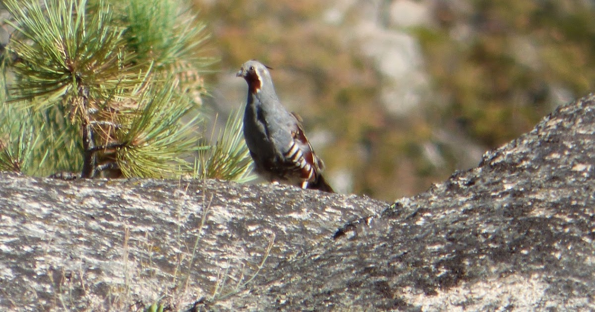 Geotripper's California Birds Mountain Quail at Columns of the Giants