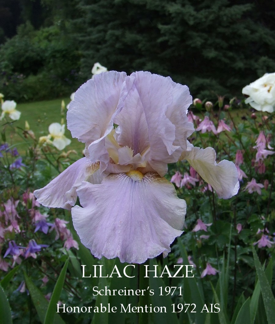 Tall Bearded Iris 'LILAC HAZE' HERITAGE IRISES