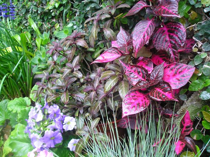 Plantas Y Flores Plantas Especies Combinaciones De Plantas En