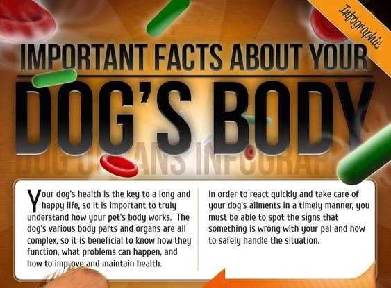 Important Facts About Your Dog s Body Dog Haven World important-facts-about-your-dog-s-body-dog-haven-world