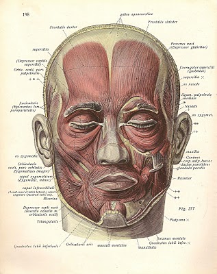 Brave New World: Anatomy of the head.