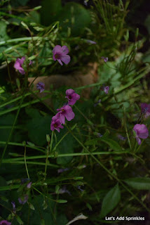 Oxalis in the garden