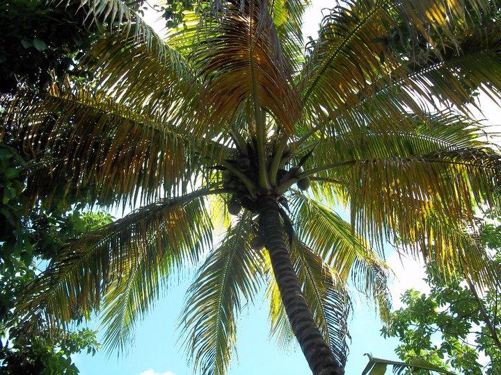 Puerto Rico Coconut Tree