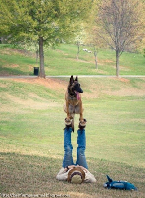 Dog acrobat