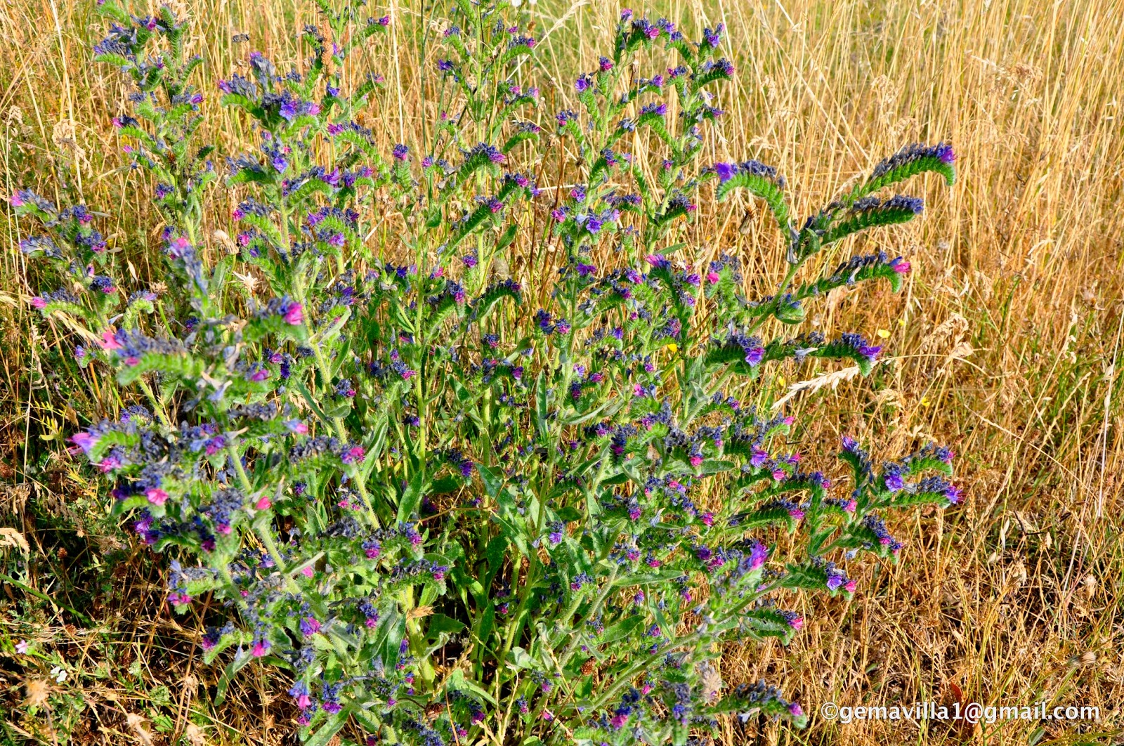 VIBORERA Echium vulgare