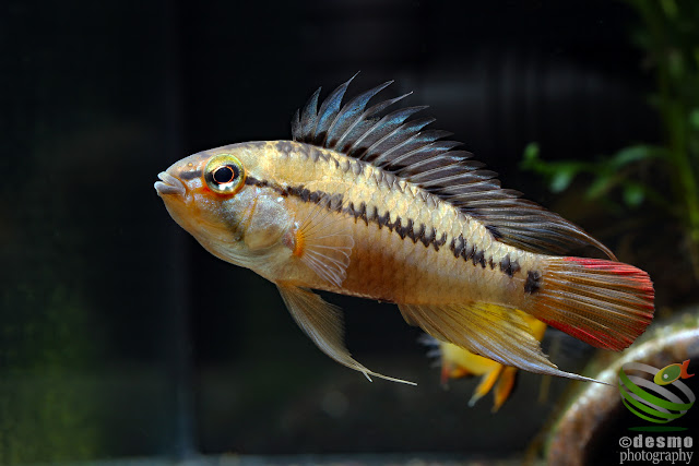 Apistogramma sp. D25