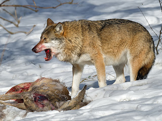 feasting wolf