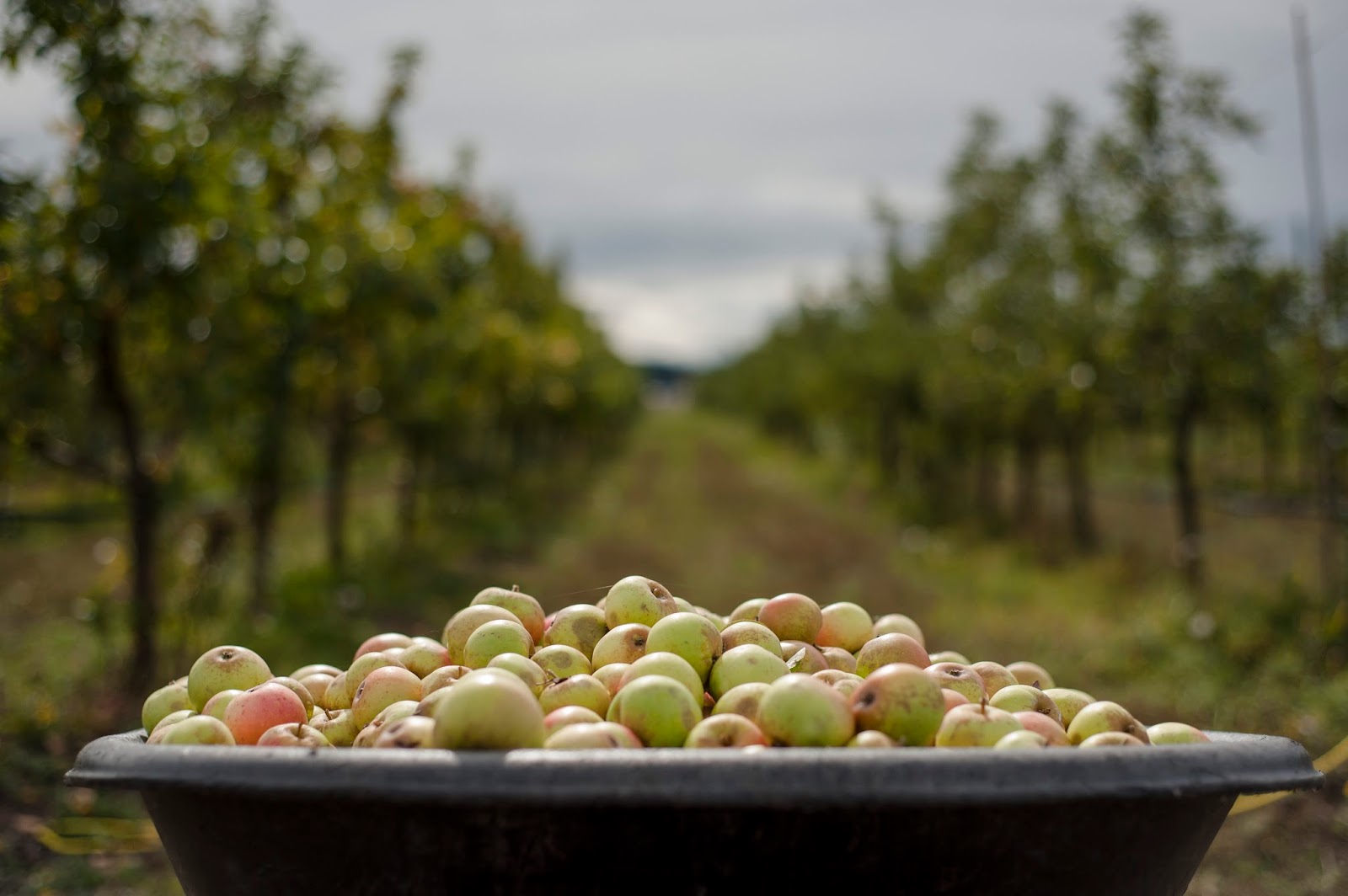 Shoreline Area News Destinations Olympic Peninsula Apple & Cider Festival