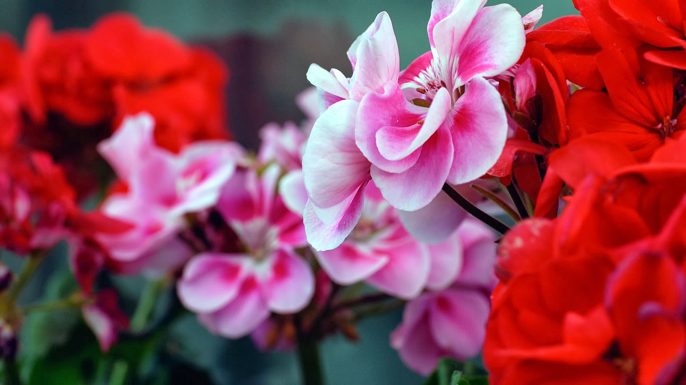 Flower Desktop Wallpaper Hình nền hoa cho desktop full HD