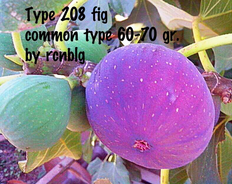 Seattle Garden & Fruit Adventures Collecting the Rare Fig Varieties