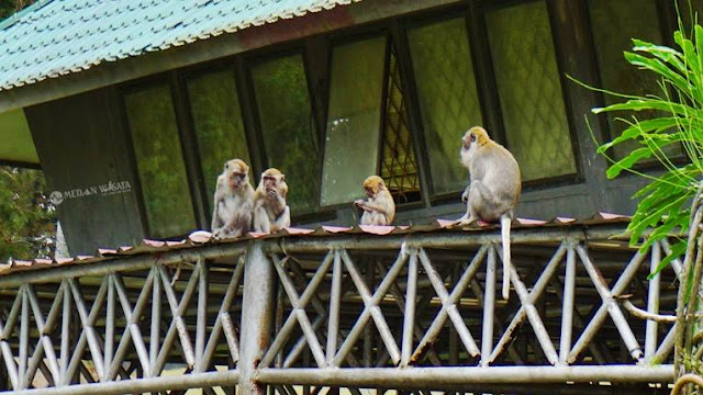 Tahura Bukit Barisan Potensi Wisata Sumatera Utara yang Terabaikan