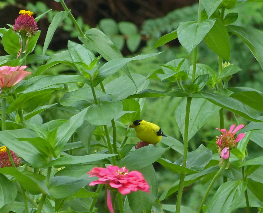 Life, Birding, Photos and Everything Missing Zinnia Petals Mystery