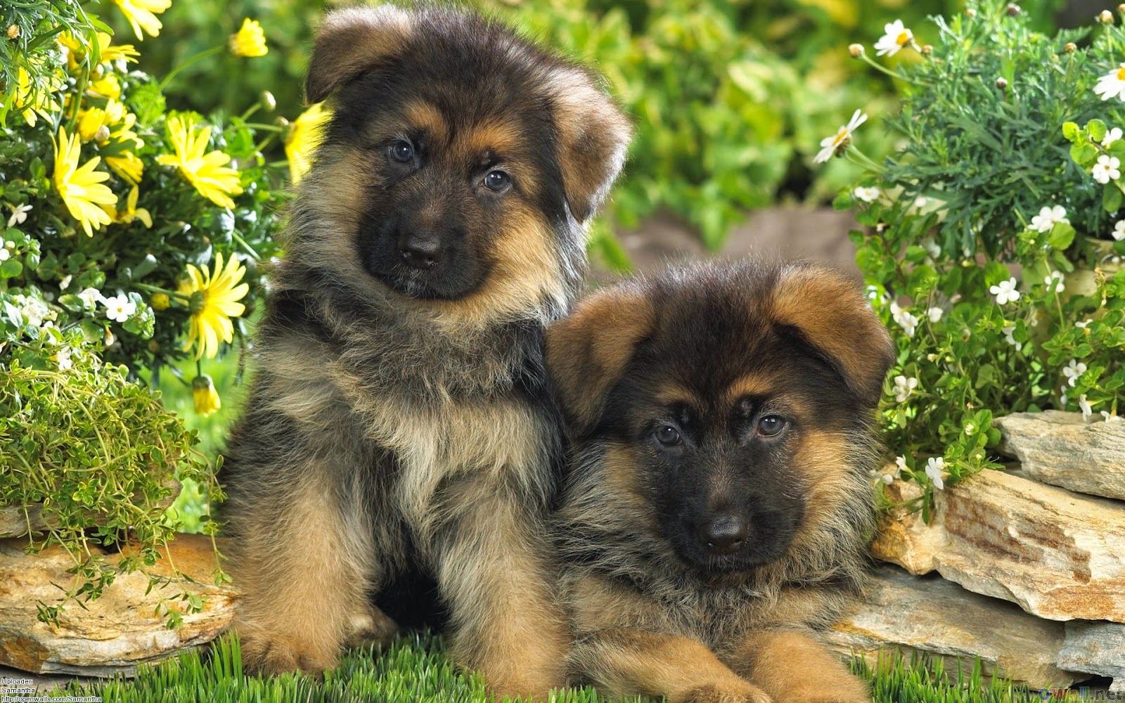 German Shepard Puppies for sale | Hungary