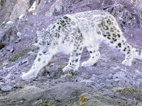 Search for the Legendary Snow Leopard in Ladakh, Himalayas Search for the Legendary Snow Leopard in Ladakh, Himalayas