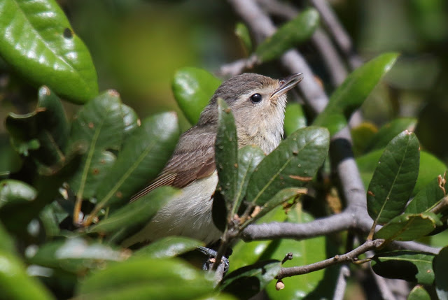 Warbling Vireo Warbling Vireo