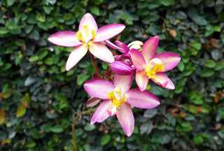 Foto 5 - orquídeas terrestres