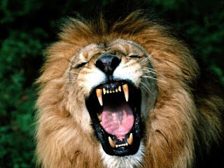 Imágenes de leones
