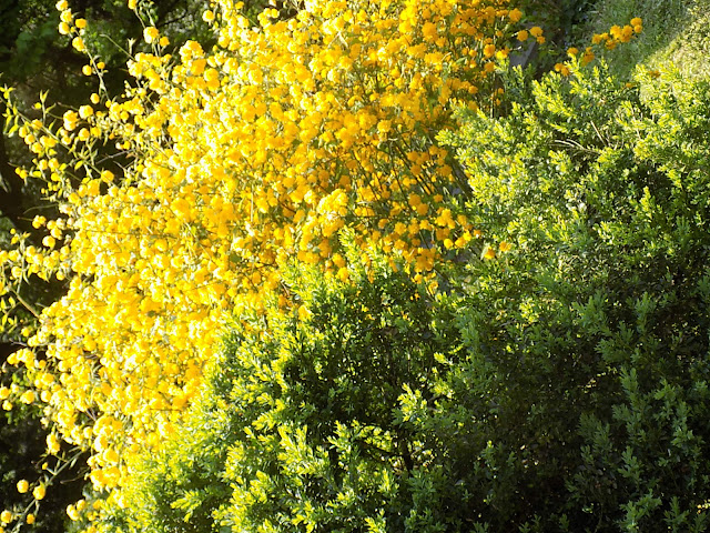 LUNEA FLORILOR