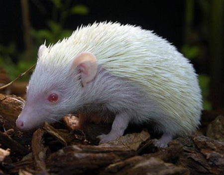 В дикой природе мыши с альбинизмом. Альбинизм у животных. Ежик альбинос. Альбиносы в природе. Самые необычные животные альбиносы.