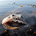 A closer look to one of the world's "most terrifying" sea creatures