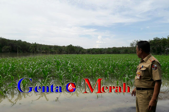 Poso Terendam Banjir, Puluhan Hektar Lahan Pertanian Warga Lampura Terancam Poso