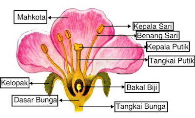 Pada bunga terdapat putik dan benang sari apa fungsi dari bagian tersebut