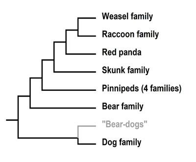 Synapsida: Just What Is a Red Panda, Anyway?
