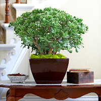 Jade Plant SUCCULENT