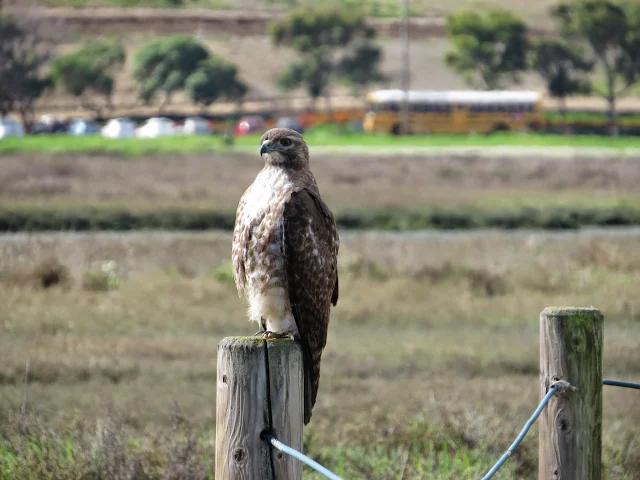 SF Bay Area Bird Watching: Hawk at Palo Alto Baylands