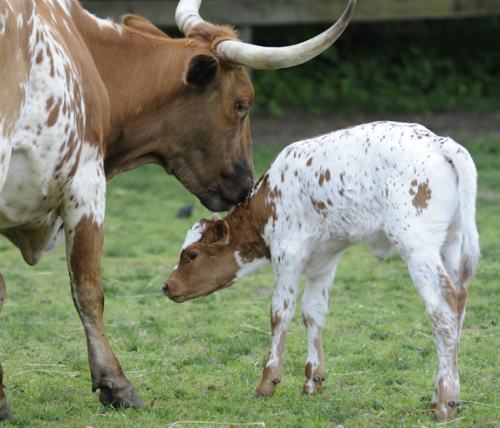 Baby Animals: Baby Cow 6
