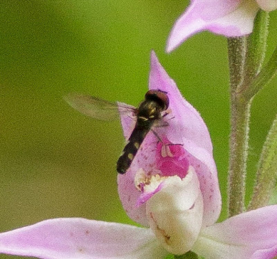 Hoverfly pollinating Red Helleborine - Buckinghamshire
