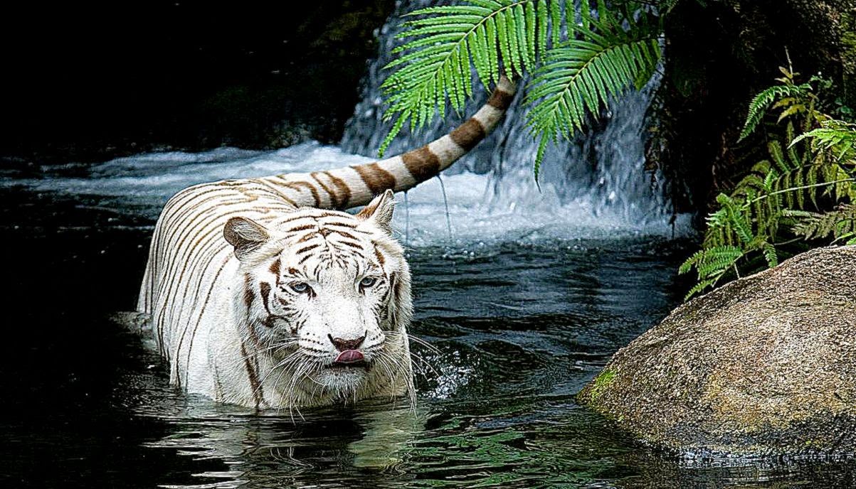 Tiger In Lake Photos Best Desktop Backgrounds HD
