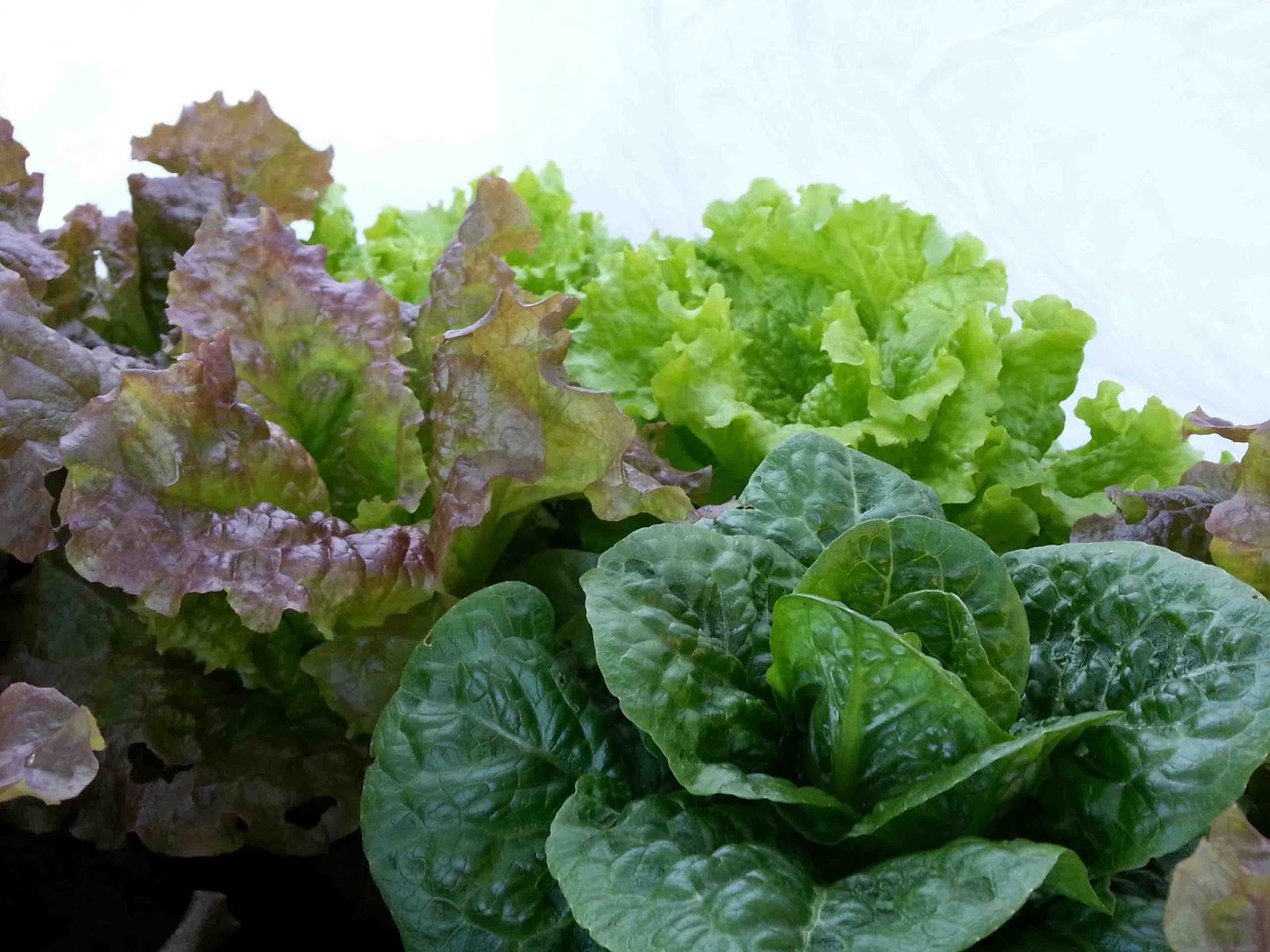 Does Lettuce Lose Nutrients If Left At Room Temperature Does Lettuce Lose Nutrients If Left At Room Temperature