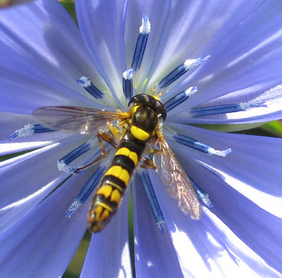 Hoverfly on Chicory Flower
