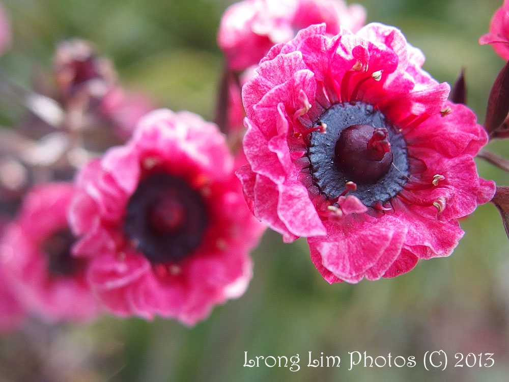 Corki Ultimate New Zealand Flowers List / How To Import Seeds Into New Zealand And How Mpi