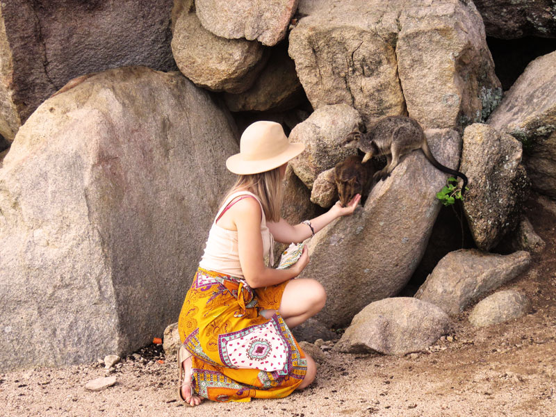 wild rock wallabies magnetic island wild rock wallabies magnetic island