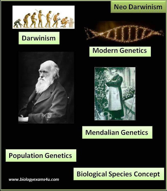 Neo Darwinism Theory of Evolution - Definition and Major Postulates