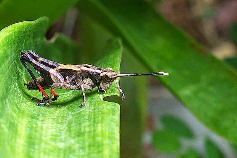 grasshopper, red hind legs