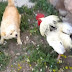 Pomeranian vs Rooster video πομερανιαν εναντιων κοκορα