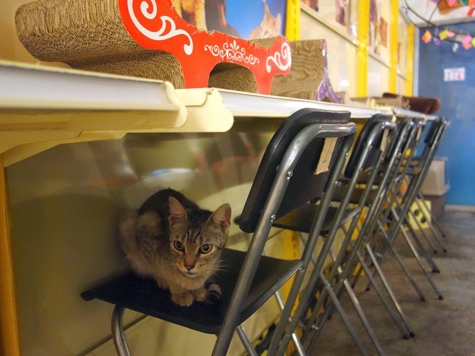 Eat Drink KL The Country Cat Cafe Setapak