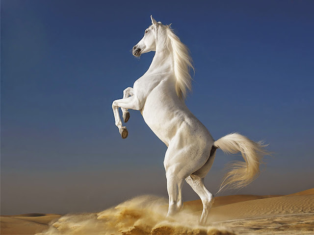 white Pictures Horse