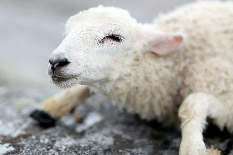 The baby lamb rescue (6 pics) Amazing Creatures