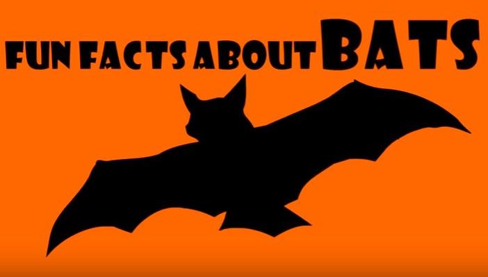 about bats for kids