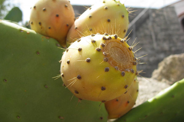 التين الشوكي وفوائده الصحية على الجسم