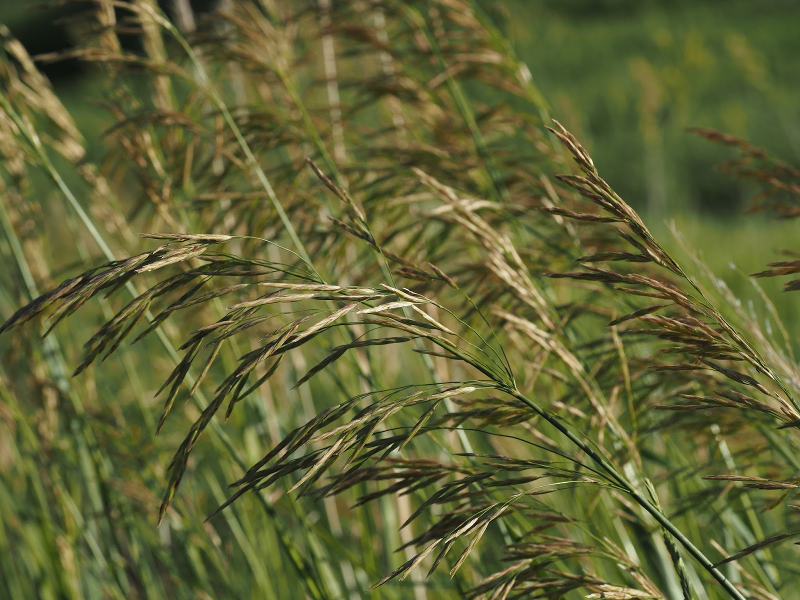 What's Growing in Colorado The Grass of the Field