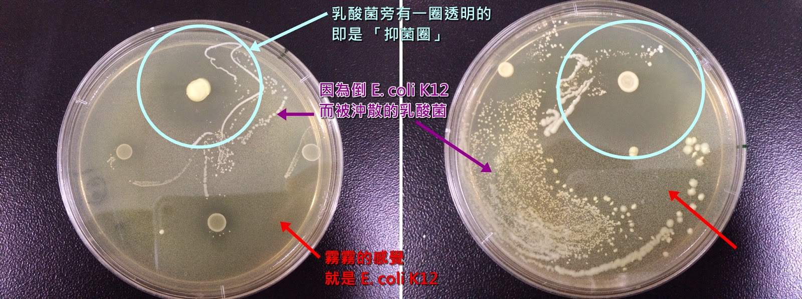 楊容的學習記錄: 0513抑菌實驗結果