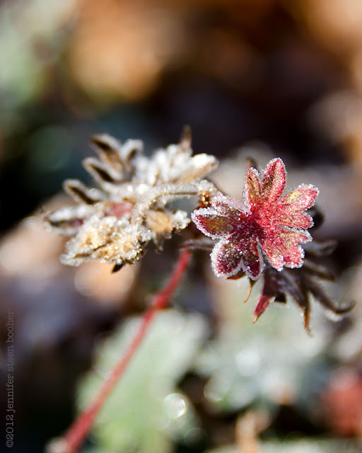 frost dusting ice crystal red leaf sparkle winter frozen maine garden