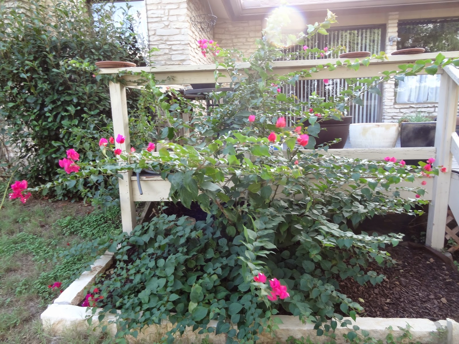 Rebecca�s Texas Garden September 2014 Blooms