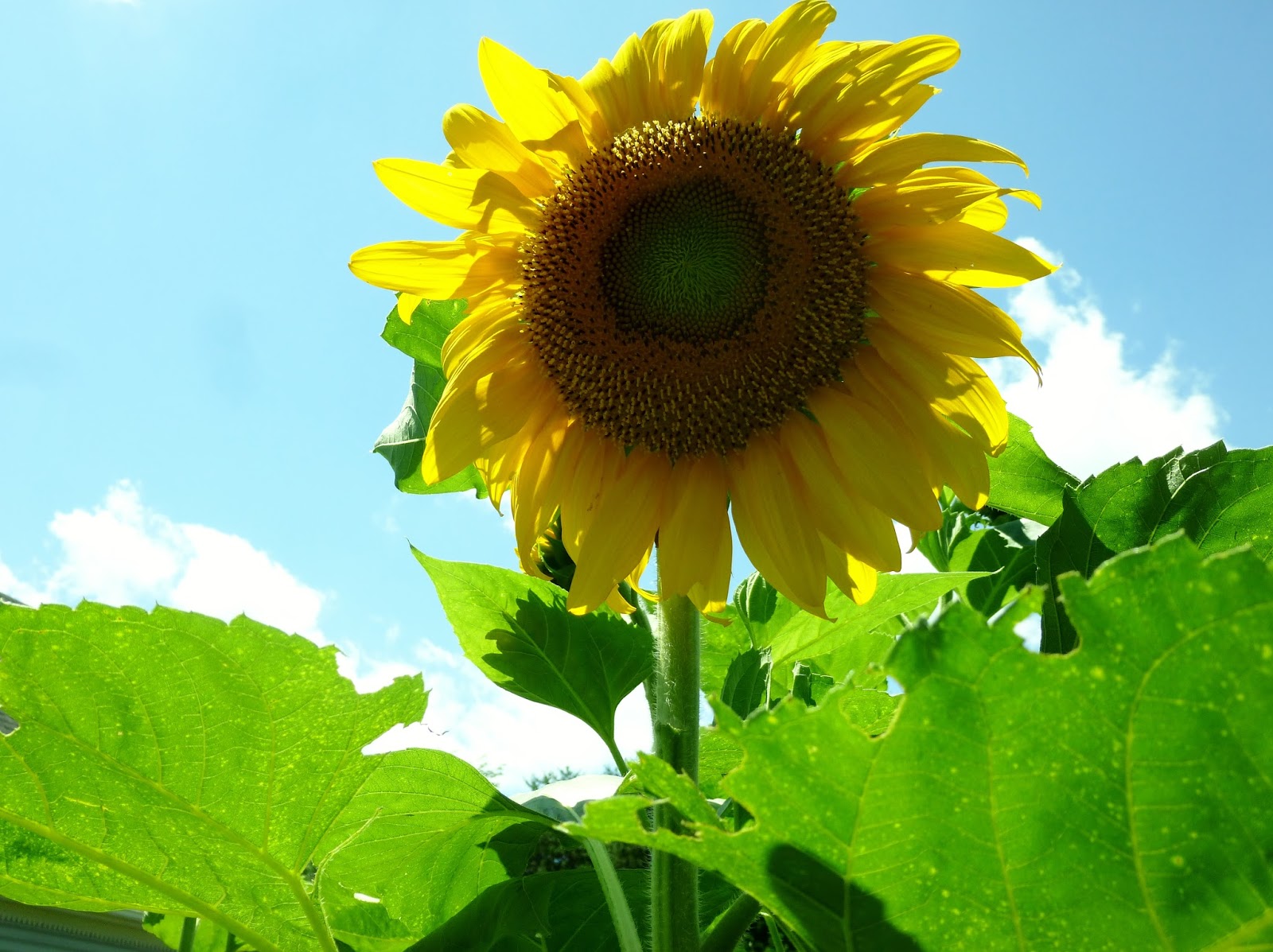 Sunflowers Blooming July 2015